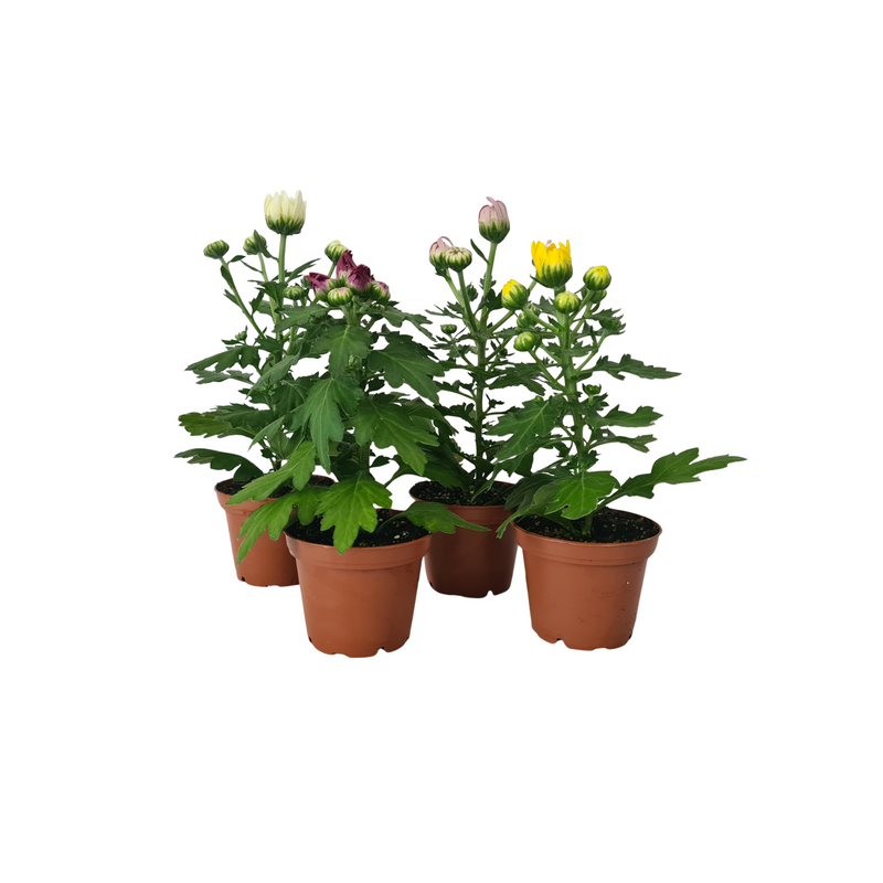 Chrysanthemum  - 70mm