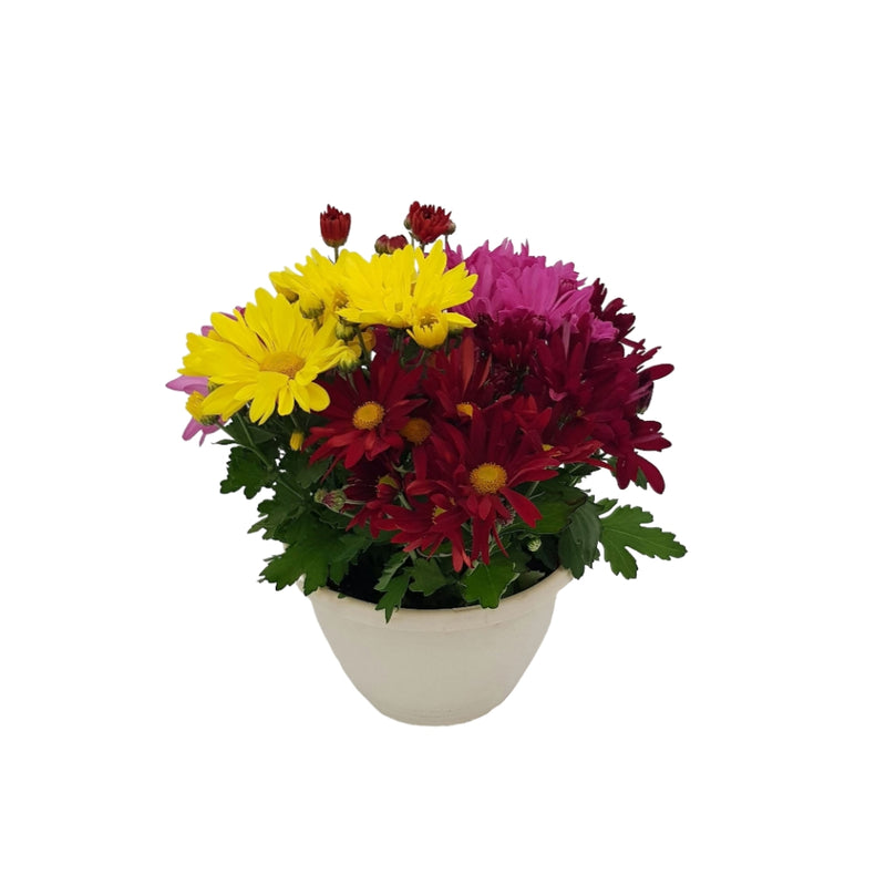Chrysanthemum Bowl - 200mm