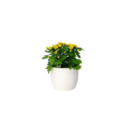 Chrysanthemum Swifty - 90mm