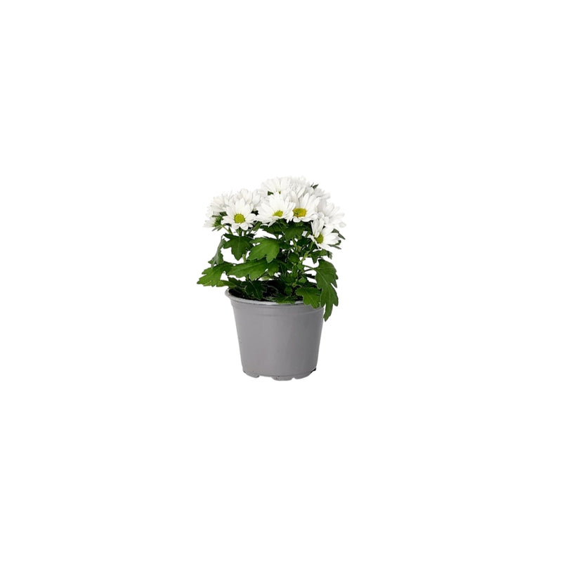 Chrysanthemum Swifty - 90mm