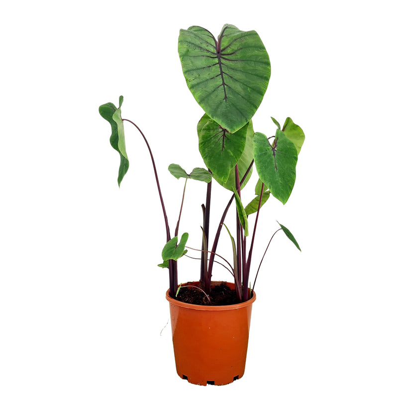 Colocasia - Pharaoh&