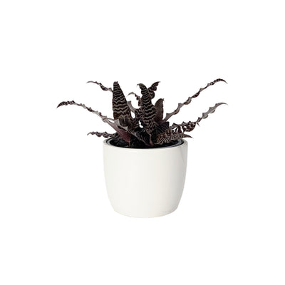 Cryptanthus - 90mm