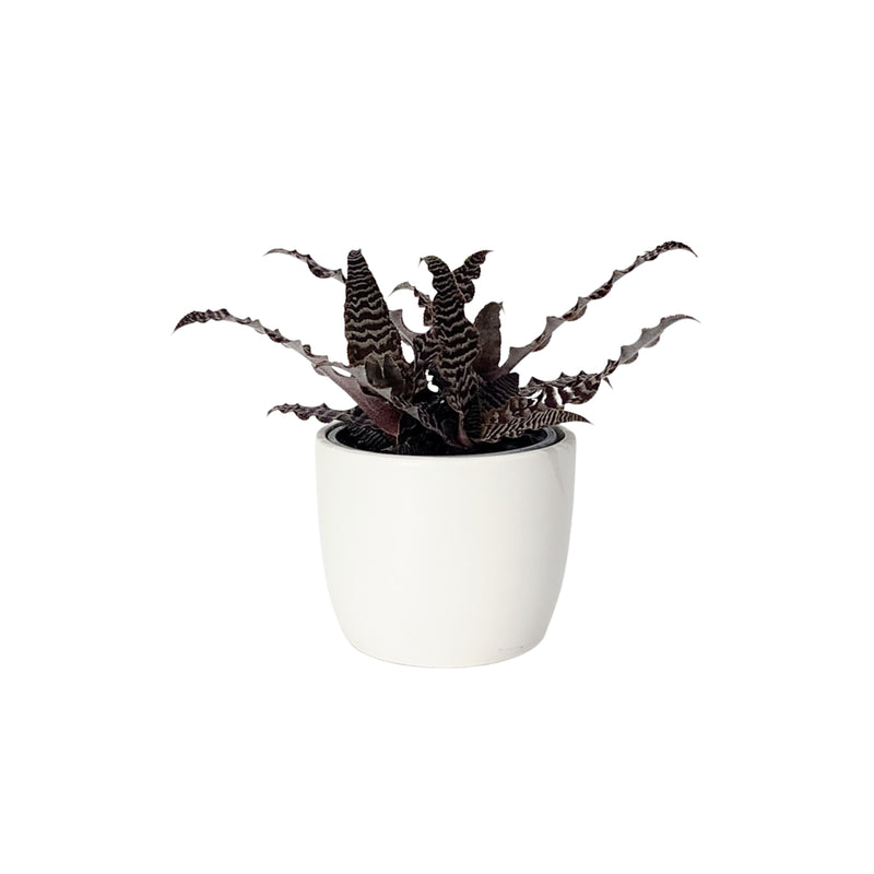 Cryptanthus - 90mm