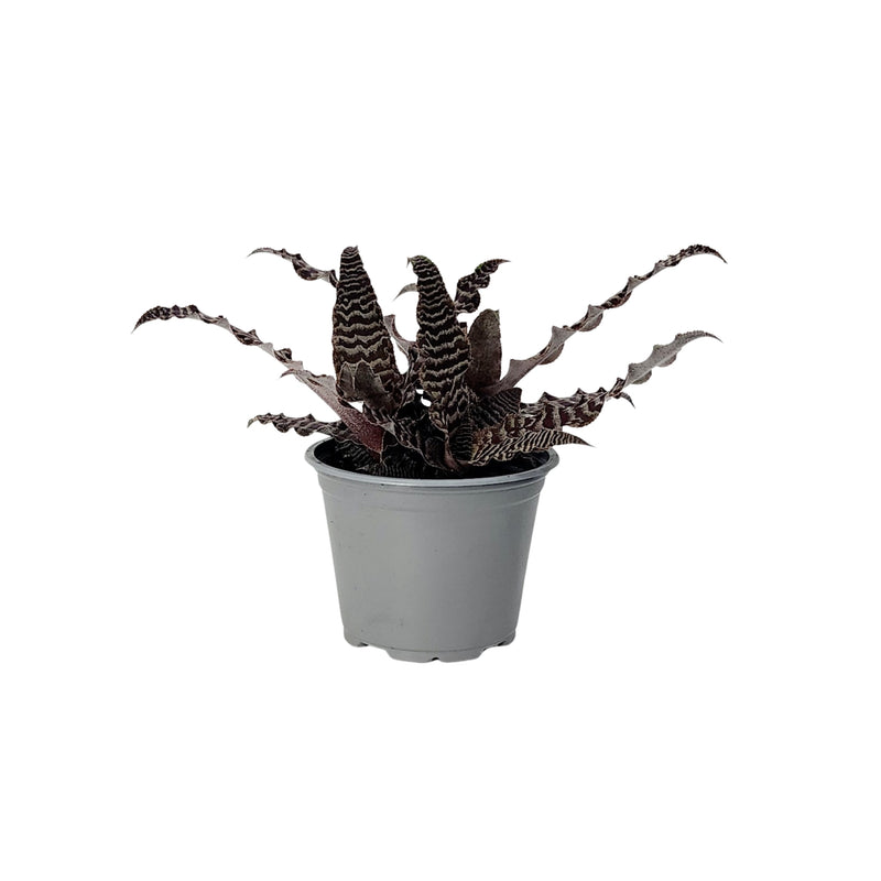 Cryptanthus - 90mm