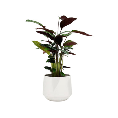 Ctenanthe - 120mm