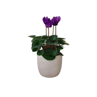 Cyclamen - 90 mm