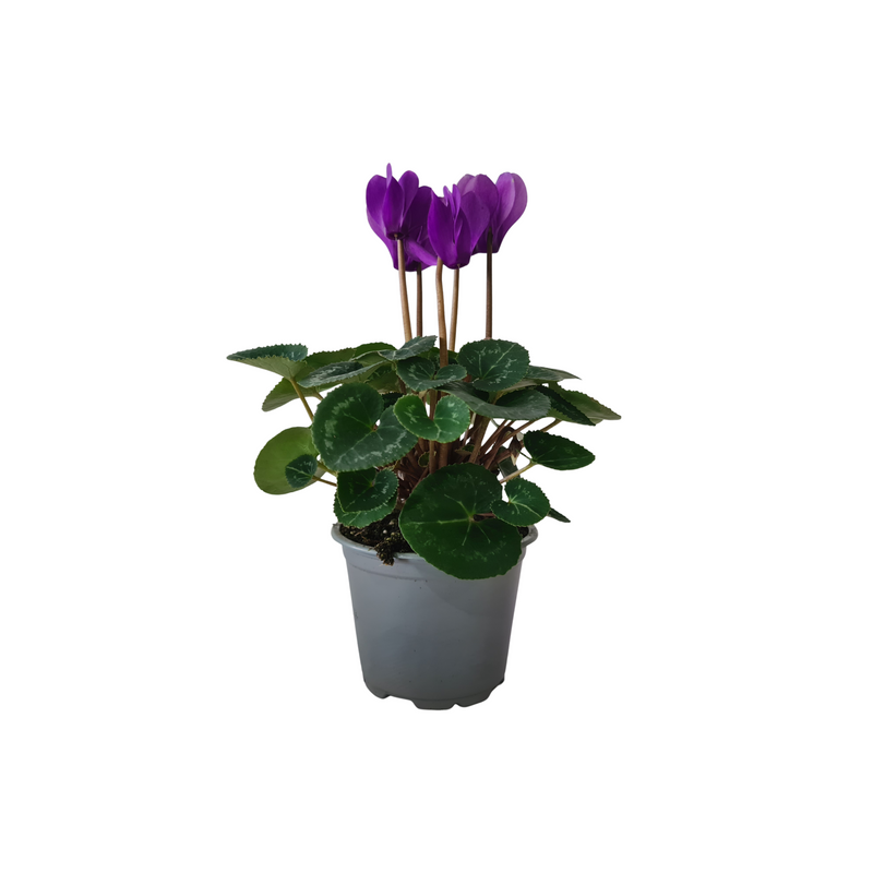 Cyclamen - 90 mm