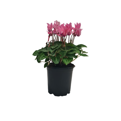 Cyclamen - 105 mm