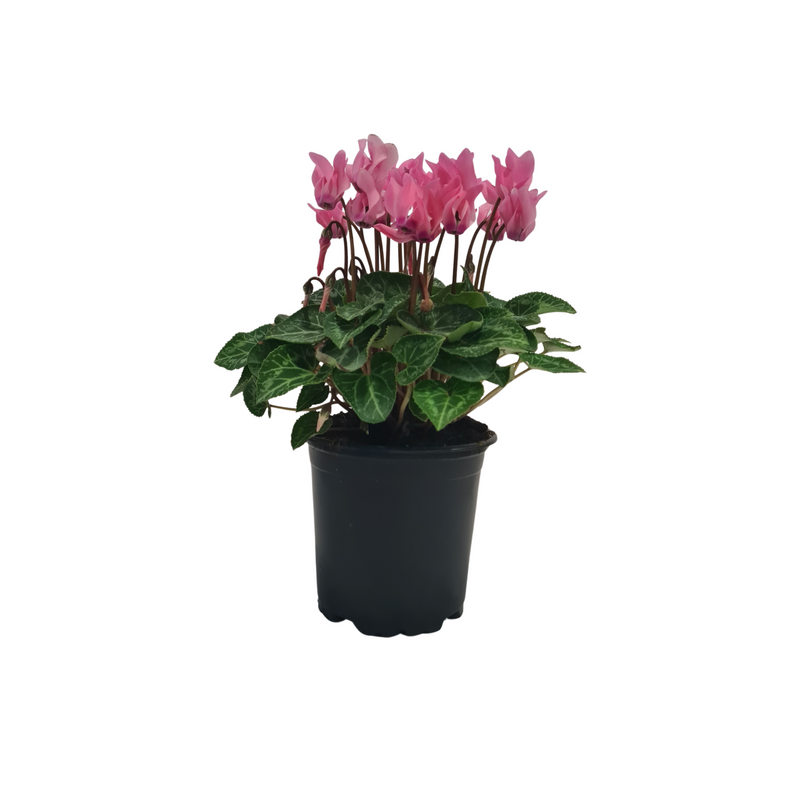 Cyclamen - 105 mm