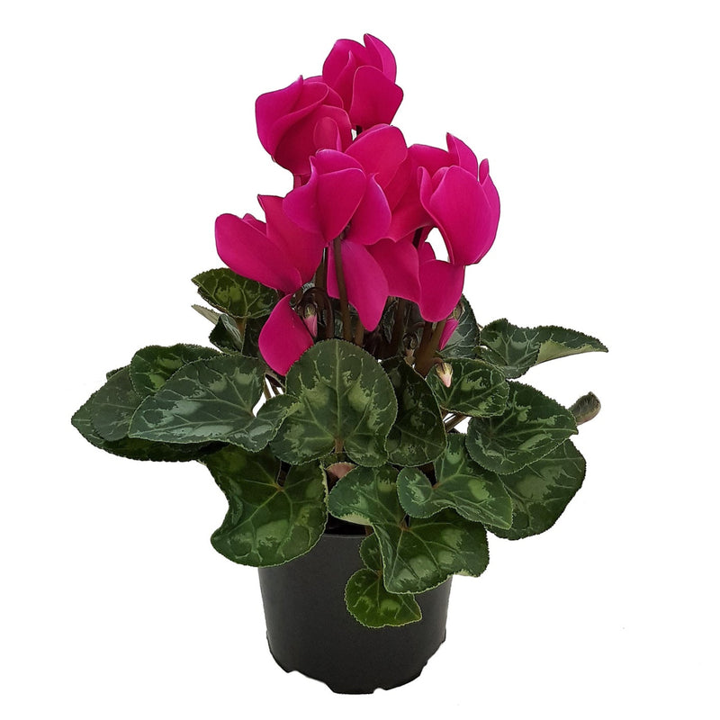 Cyclamen - 120 mm