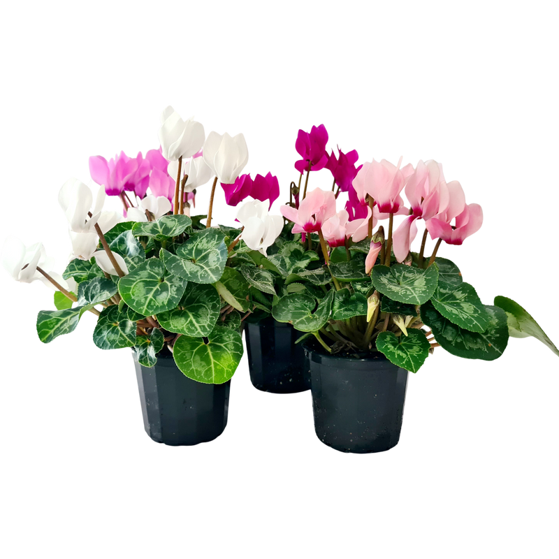 Cyclamen Mini - 70 mm