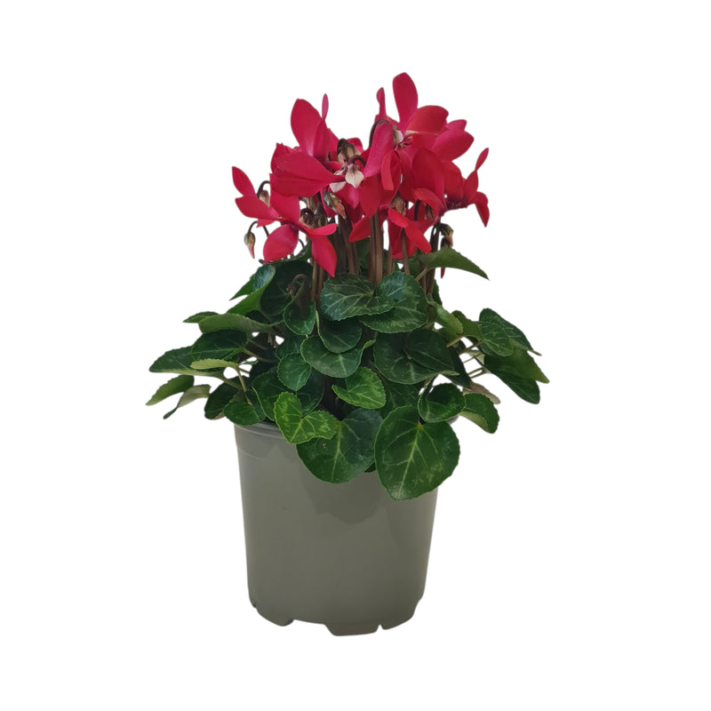 Cyclamen Djix - 120mm