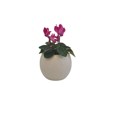 Cyclamen Mini - 70 mm