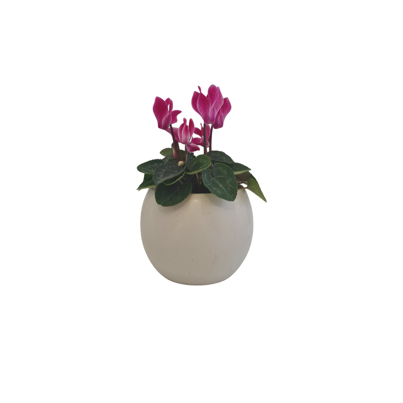 Cyclamen Mini - 70 mm