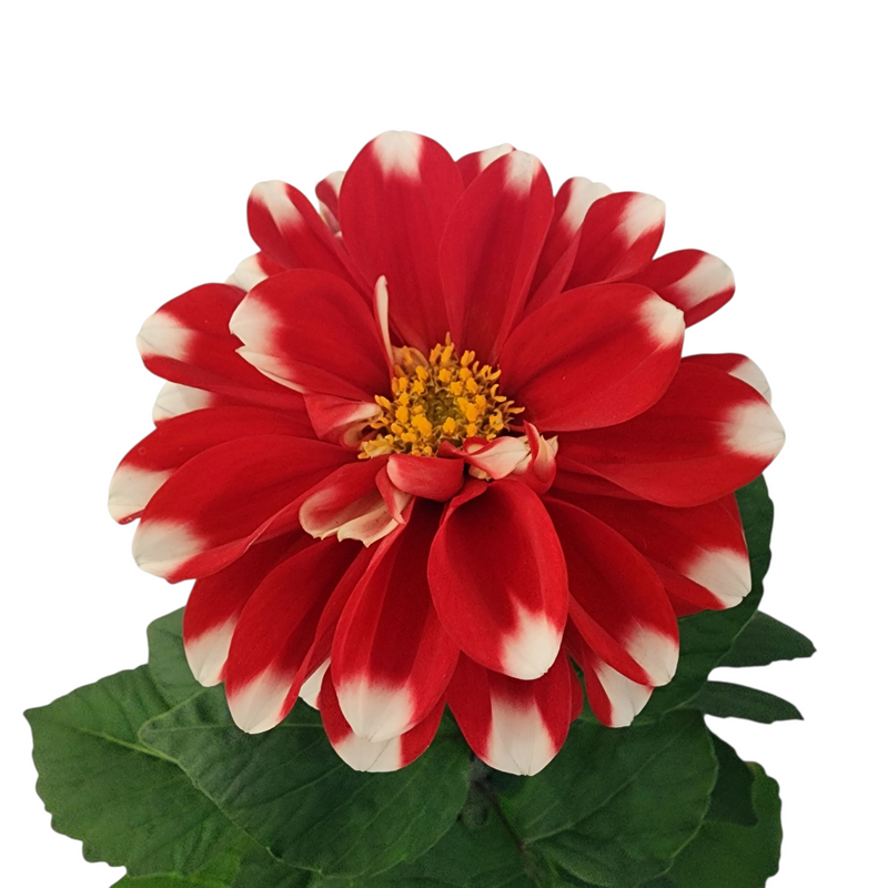 Dahlia Dalitza - 120mm