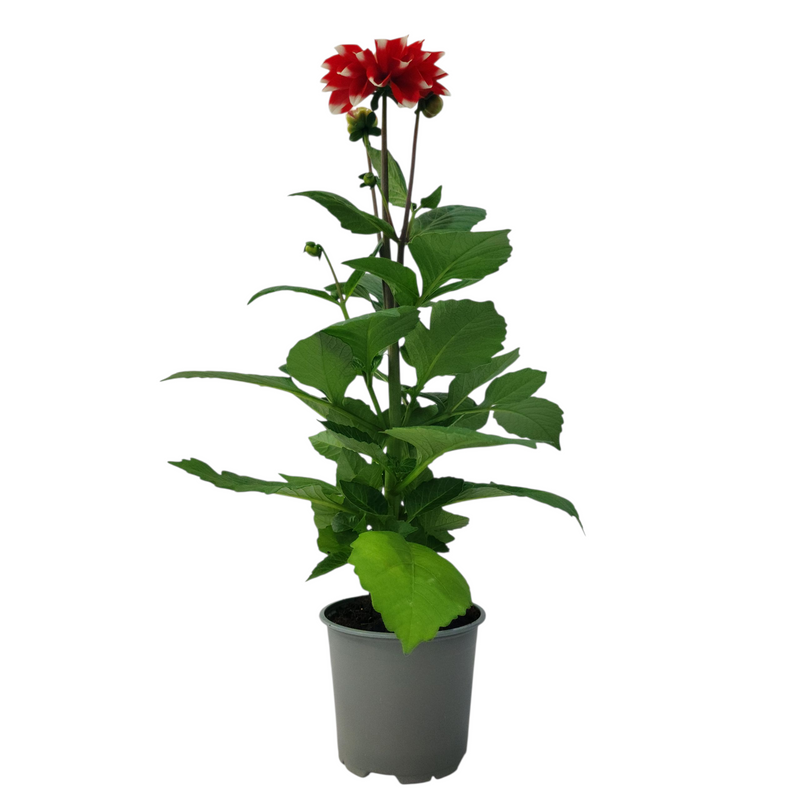 Dahlia Dalitza - 120mm