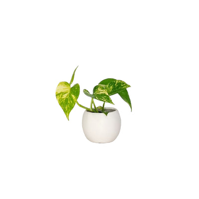 Devils Ivy - 70mm