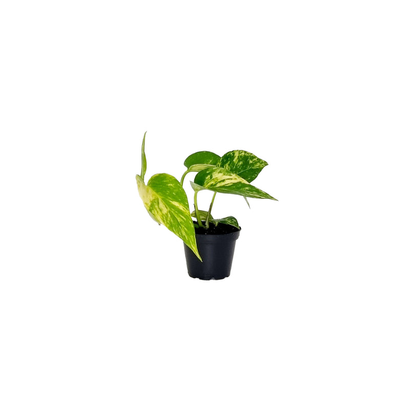 Devils Ivy - 70mm