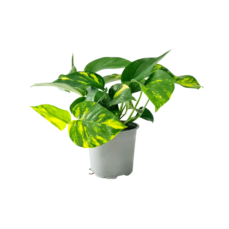 Devils Ivy - 120mm
