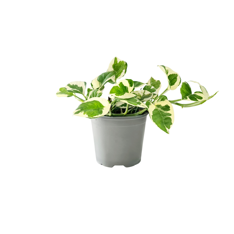 Devils Ivy - 120mm