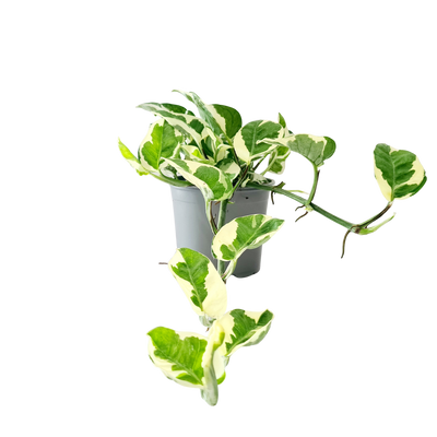 Devils Ivy - 120mm