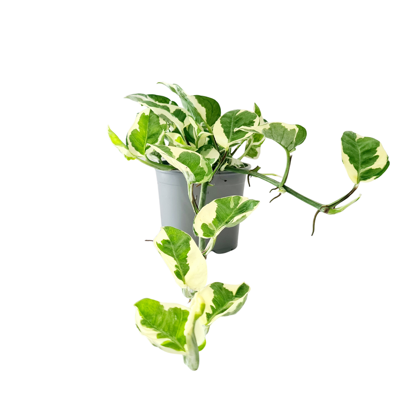 Devils Ivy - 120mm
