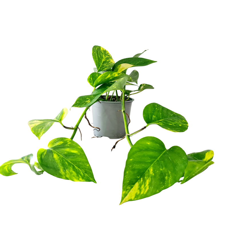 Devils Ivy - 120mm