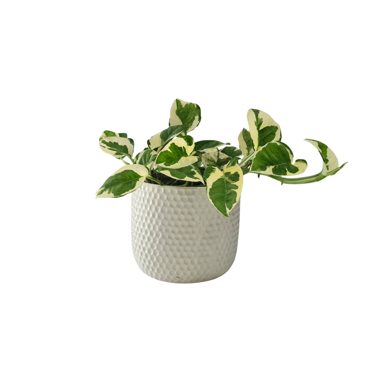 Devils Ivy - 120mm