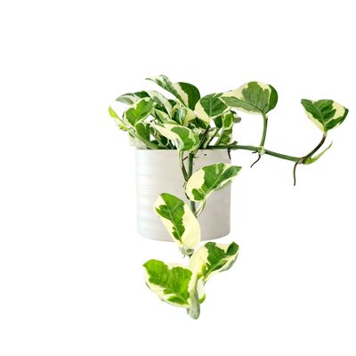 Devils Ivy - 120mm
