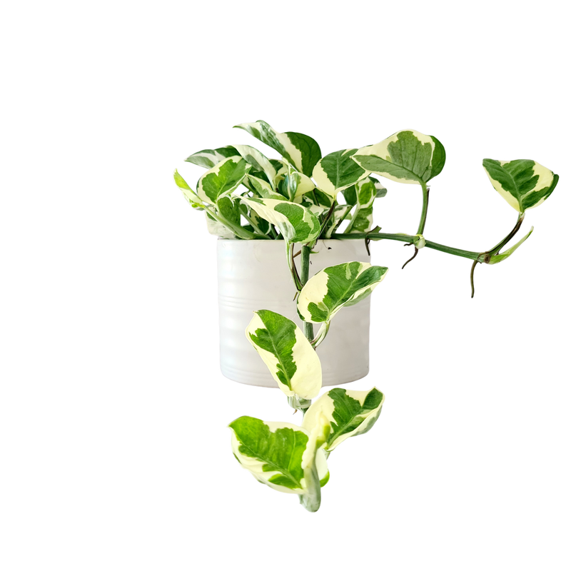 Devils Ivy - 120mm