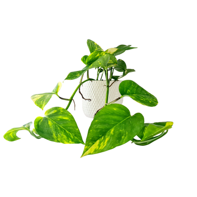 Devils Ivy - 120mm