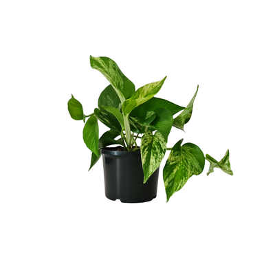 Devils Ivy - 140mm