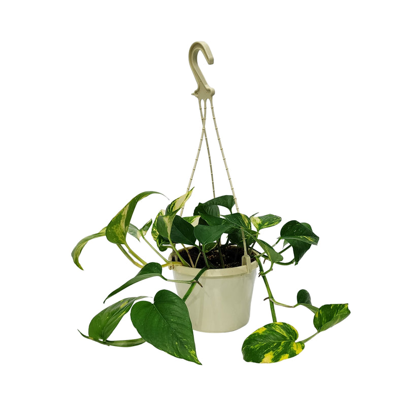 Devils Ivy  - 150mm Hanging Basket