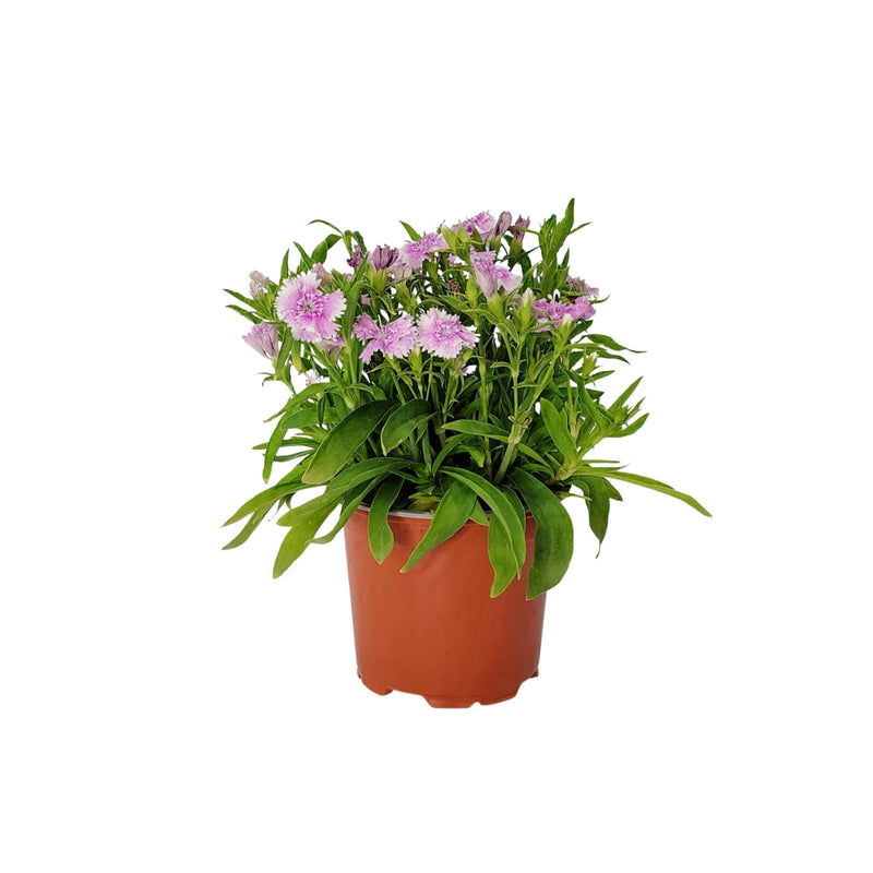 Dianthus - 120mm