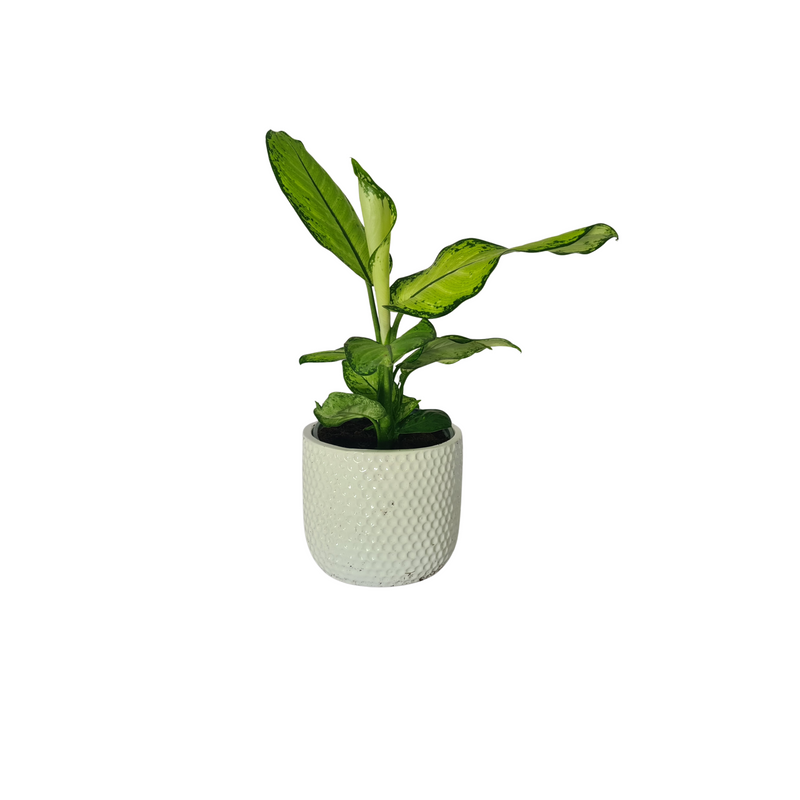 Dieffenbachia - 70mm