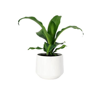 Dracaena Golden Heart - 120mm