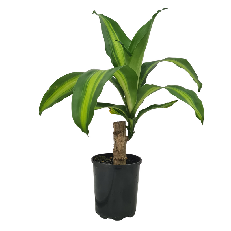 Dracaena Massangeana - 120mm