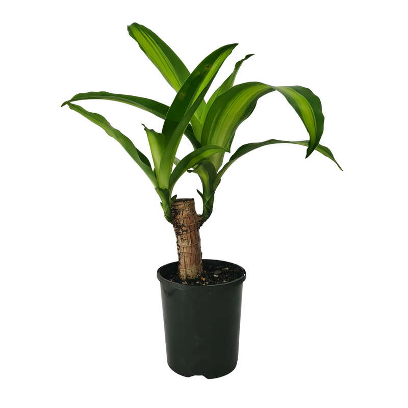 Dracaena Massangeana - 120mm