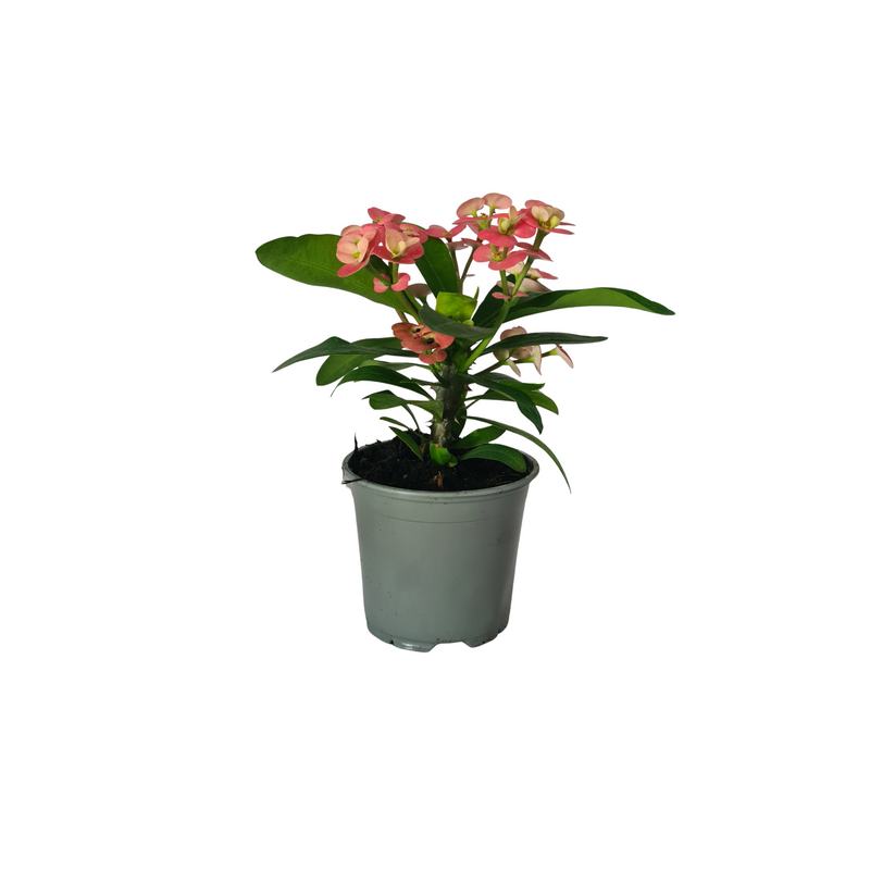 Euphorbia Millii - 120mm