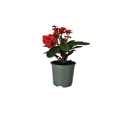 Euphorbia Millii - 120mm