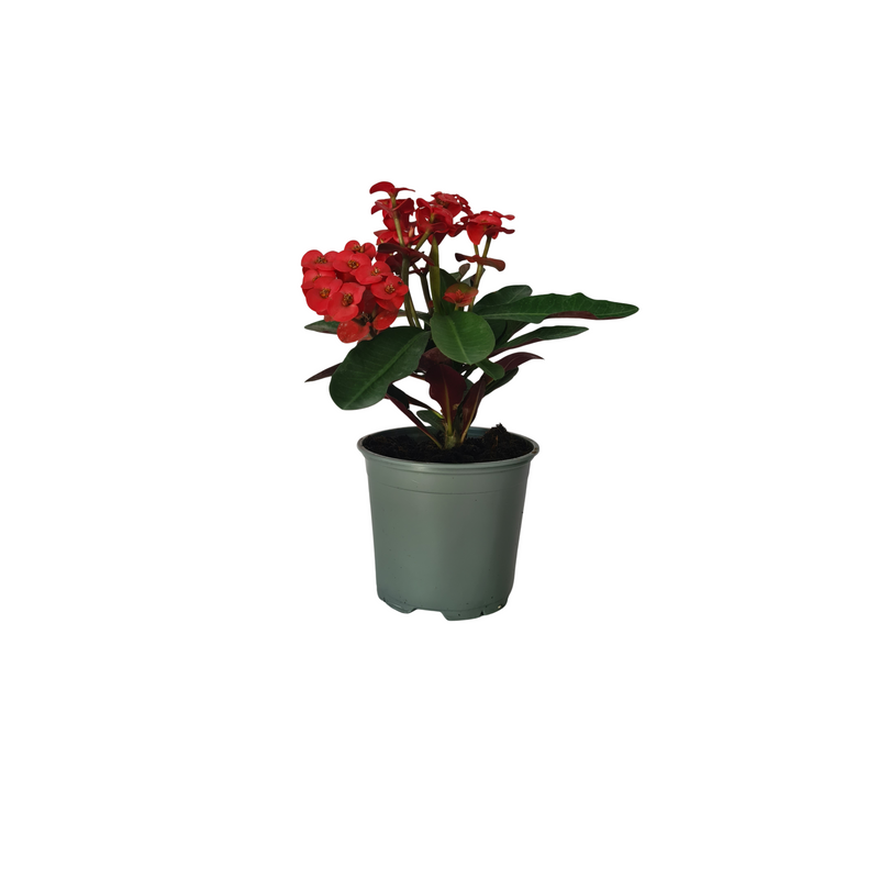 Euphorbia Millii - 120mm