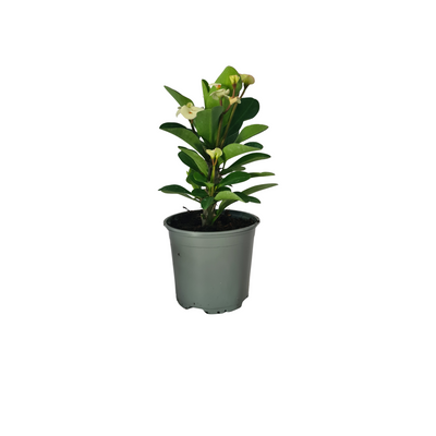 Euphorbia Millii - 120mm