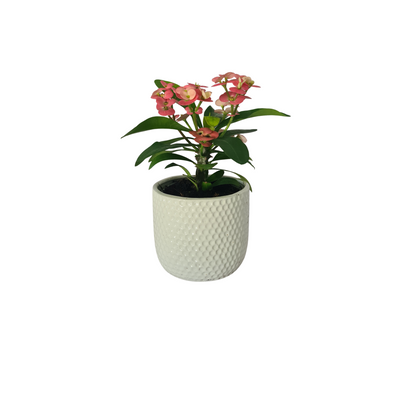 Euphorbia Millii - 120mm