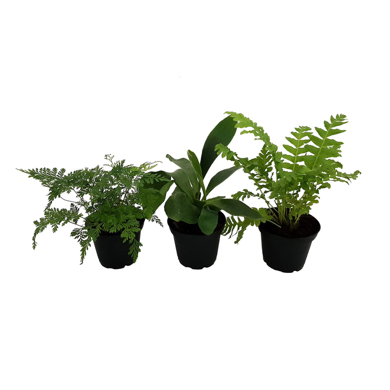 Fern Mix - 70mm