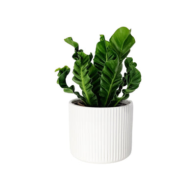 Fern Asplenium - 120mm