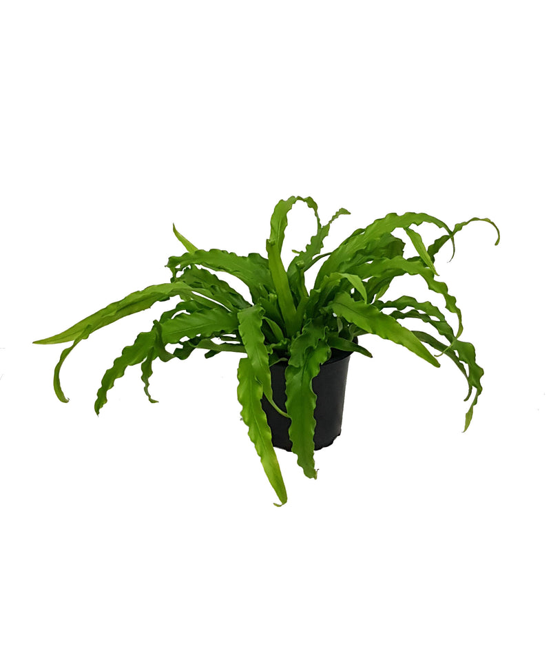 Fern Asplenium - 90mm