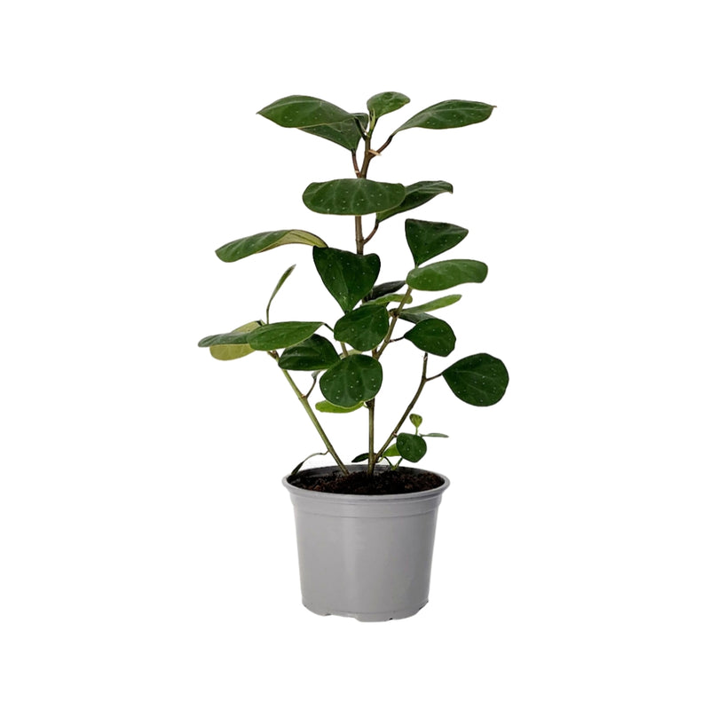 Ficus Diversifolia - 120mm