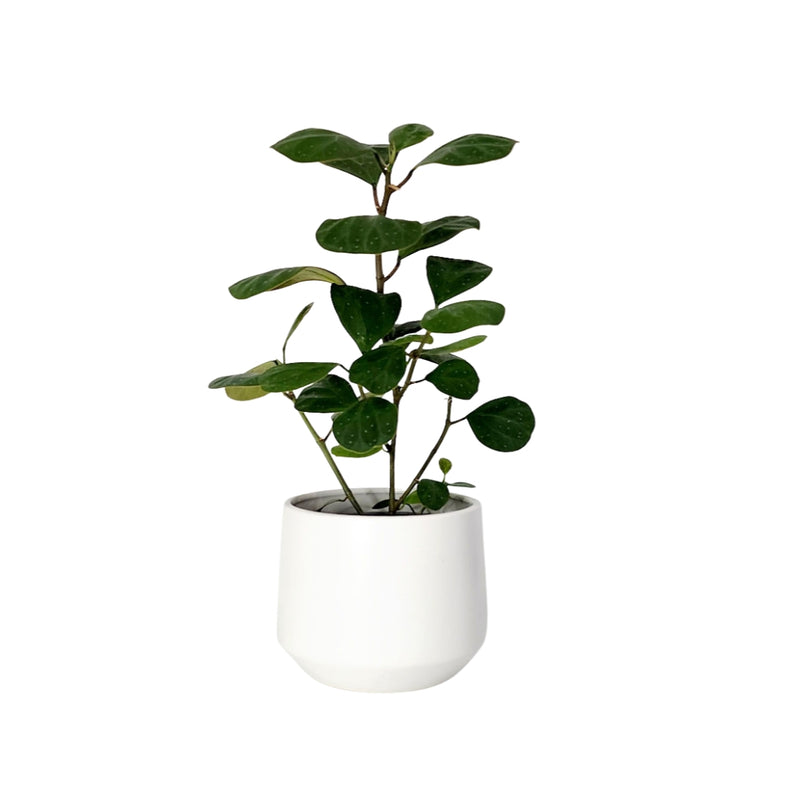 Ficus Diversifolia - 120mm