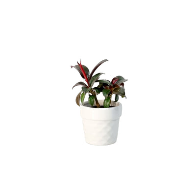 Ficus Elastica - 70mm
