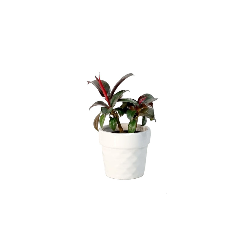 Ficus Elastica - 70mm